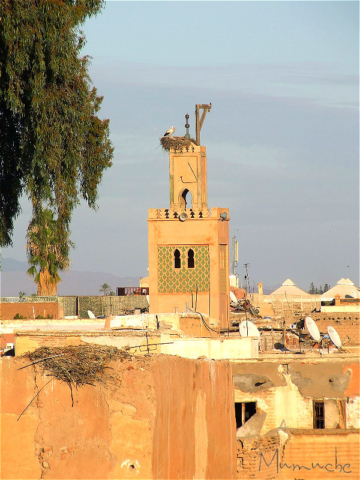 Marrakech et les cigognes