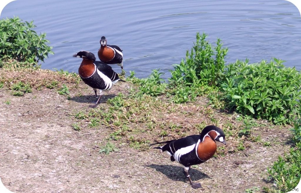 Wetlands - Ducks 2